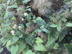 Clematis vitalba