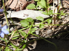 Lobelia quadrangularis