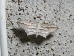 Arcobara multilineata