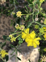 Acacia stellaticeps