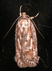 Acantholena siccella