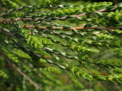 Passerina rigida