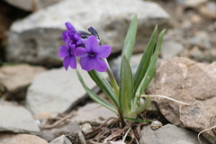 Primula woodwardii