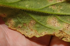 Puccinia behenis