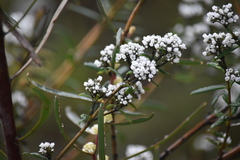 Logania recurva