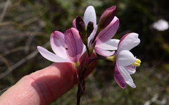 Ixia longituba
