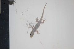 Hemidactylus frenatus