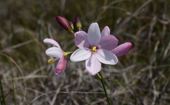 Ixia longituba