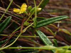 Rhynchosia leucoscias