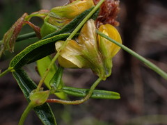 Rhynchosia leucoscias