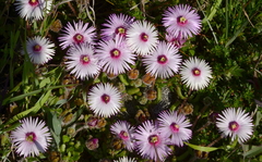 Drosanthemum striatum