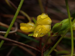 Rhynchosia leucoscias