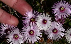 Drosanthemum striatum