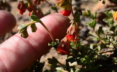 Hermannia diversistipula
