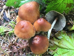 Hypholoma marginatum