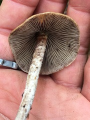 Hypholoma marginatum