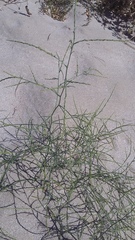 Corispermum nitidum
