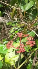 Cissus erosa