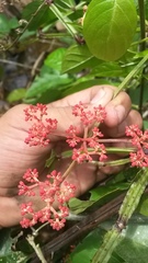 Cissus erosa