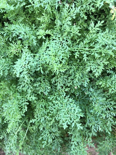 Northern tansymustard (Descurainia sophioides)