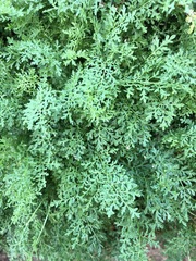 Descurainia sophioides