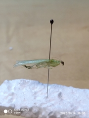 Tropidomantis tenera