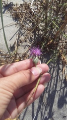 Centaurea odessana