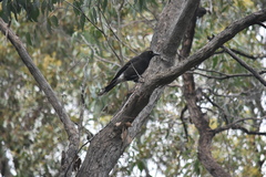 Strepera versicolor melanoptera