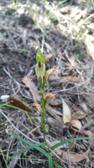 Pterostylis longifolia