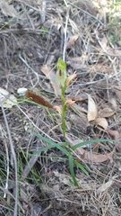 Pterostylis longifolia