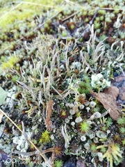 Cladonia cornuta