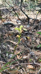 Pterostylis longifolia