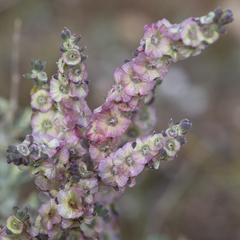 Maireana trichoptera