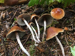 Hypholoma marginatum