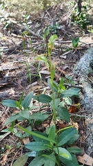 Pterostylis longifolia