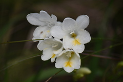 Freesia leichtlinii