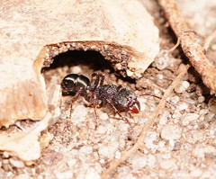 Rhytidoponera tasmaniensis