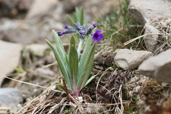 Primula woodwardii