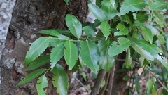 Maytenus peduncularis