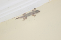 Hemidactylus platyurus