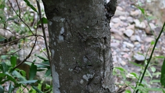 Maytenus peduncularis