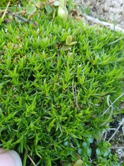 Scleranthus biflorus