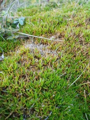 Scleranthus biflorus