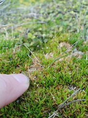 Scleranthus biflorus