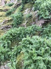 Descurainia sophioides