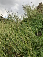 Descurainia sophioides