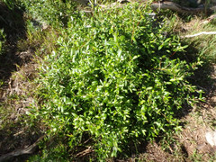 Billardiera versicolor