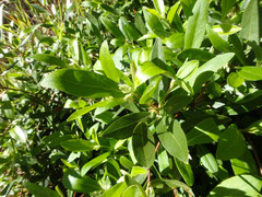 Billardiera versicolor