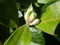 Billardiera versicolor