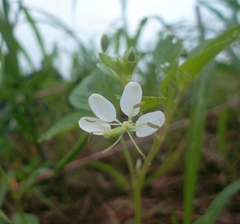 Cleome aculeata